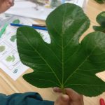 Exploring Types of Leaves