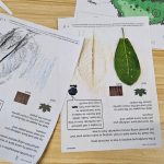 Practical - Leaves and Bark