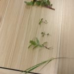 Types of Leaves