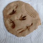 fossils