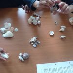 seashells